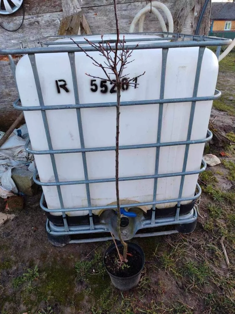 Саджанці фруктових дерев за донат: волонтерка з Павлівської громади організувала благодійну лотерею на допомогу ЗСУ 5