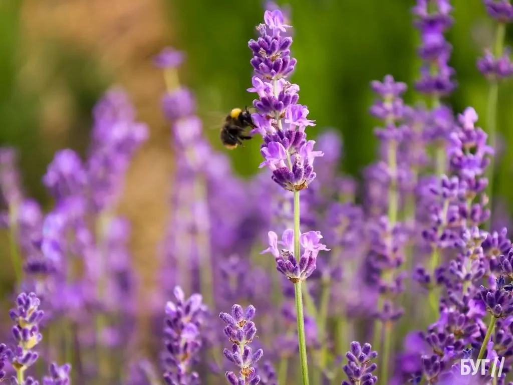 Родина Зізяв біля Нововолинська створила лавандовий двір, щоб відволікатись від переживань за сином, який був на війні 5