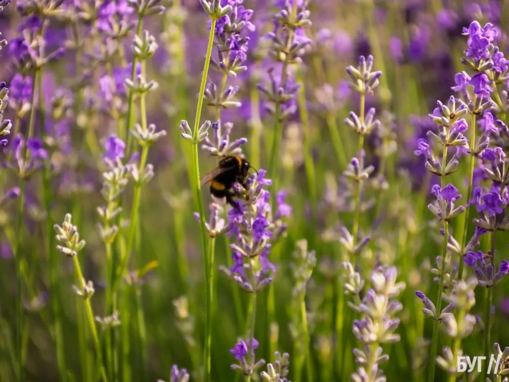 Родина Зізяв біля Нововолинська створила лавандовий двір, щоб відволікатись від переживань за сином, який був на війні 6