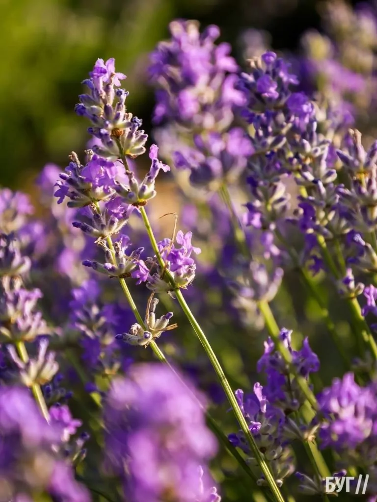 Родина Зізяв біля Нововолинська створила лавандовий двір, щоб відволікатись від переживань за сином, який був на війні 3