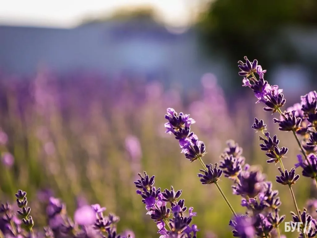 Родина Зізяв біля Нововолинська створила лавандовий двір, щоб відволікатись від переживань за сином, який був на війні 8