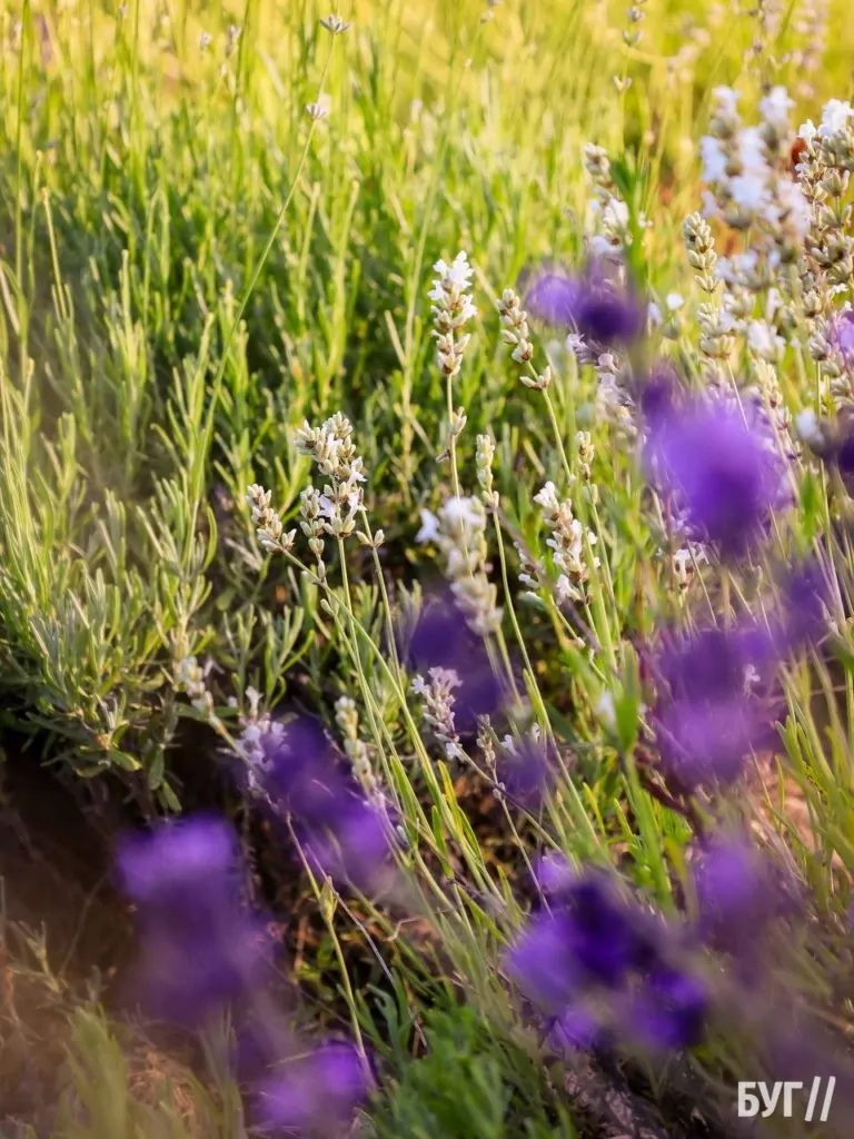 Родина Зізяв біля Нововолинська створила лавандовий двір, щоб відволікатись від переживань за сином, який був на війні 10