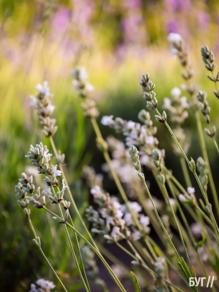 Родина Зізяв біля Нововолинська створила лавандовий двір, щоб відволікатись від переживань за сином, який був на війні 11