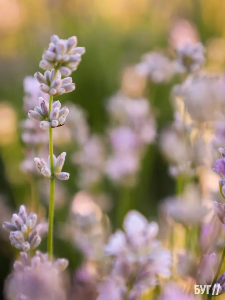 Родина Зізяв біля Нововолинська створила лавандовий двір, щоб відволікатись від переживань за сином, який був на війні 12