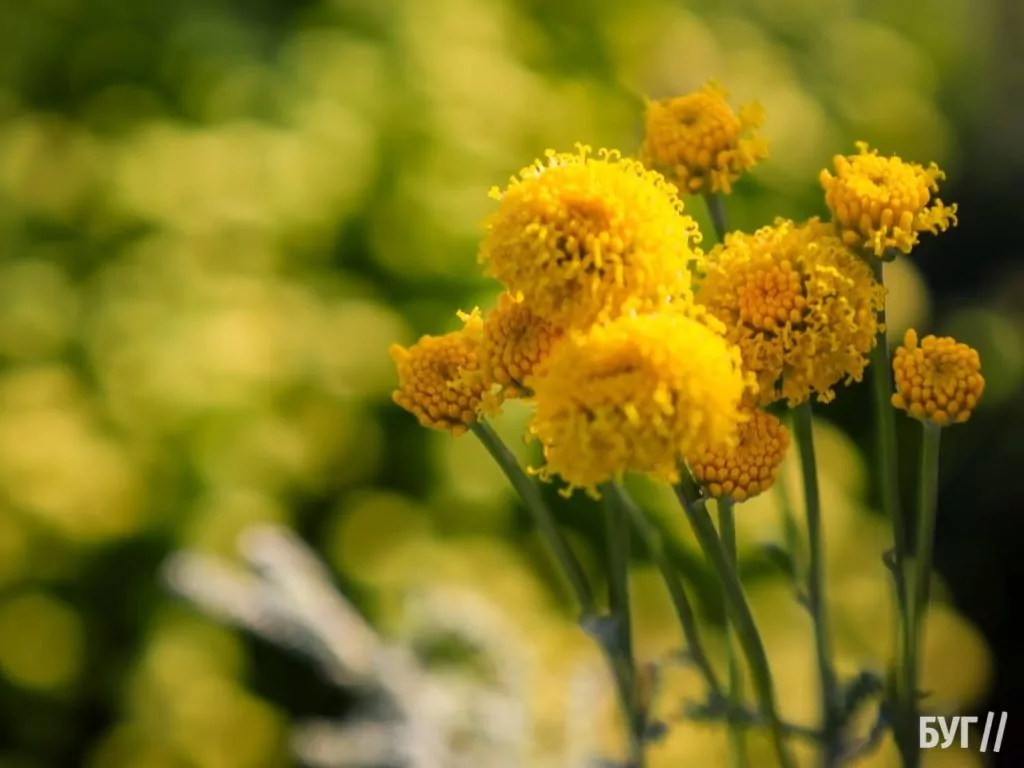 Родина Зізяв біля Нововолинська створила лавандовий двір, щоб відволікатись від переживань за сином, який був на війні 16
