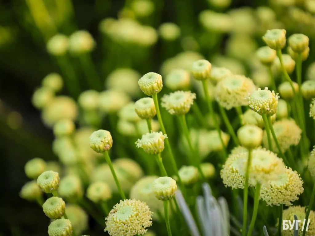 Родина Зізяв біля Нововолинська створила лавандовий двір, щоб відволікатись від переживань за сином, який був на війні 17