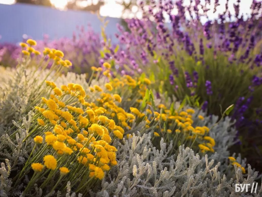 Родина Зізяв біля Нововолинська створила лавандовий двір, щоб відволікатись від переживань за сином, який був на війні 18