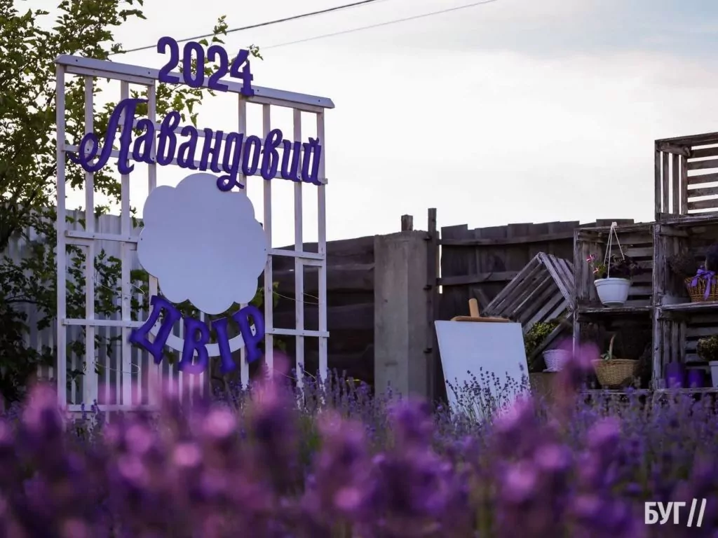 Родина Зізяв біля Нововолинська створила лавандовий двір, щоб відволікатись від переживань за сином, який був на війні 4