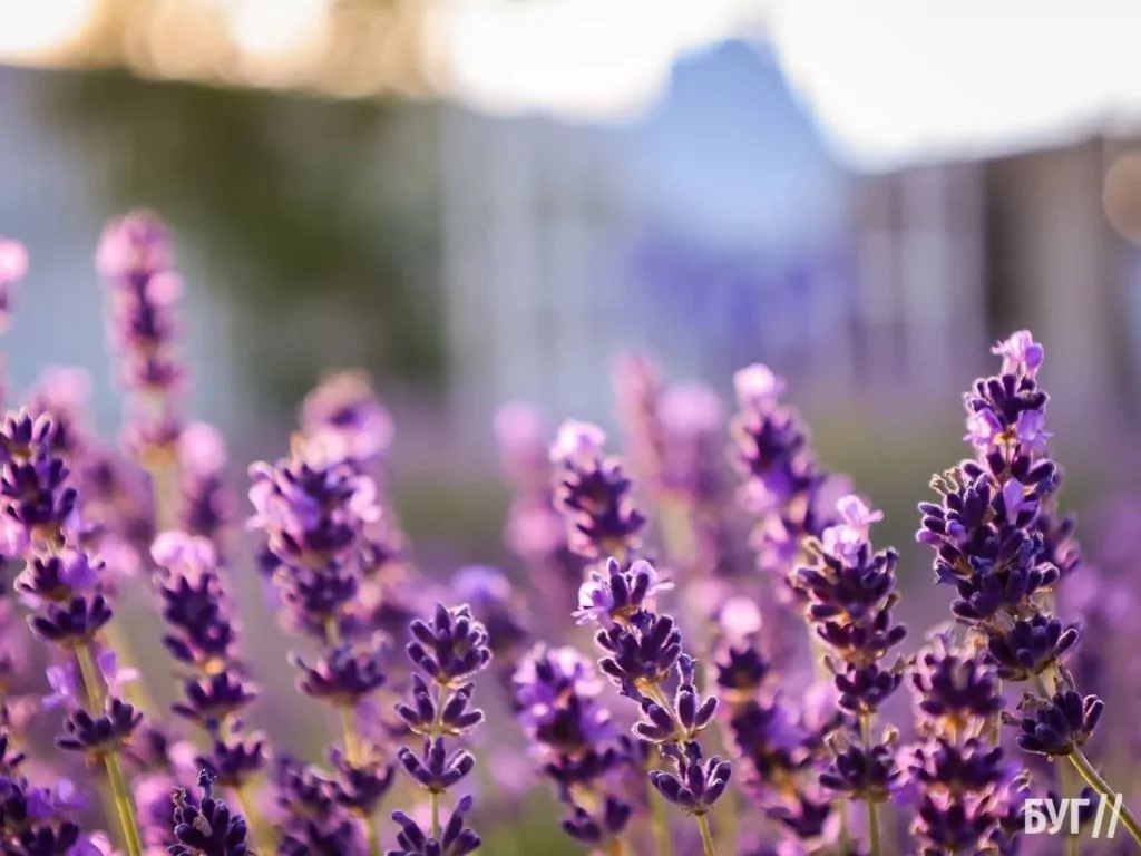 Родина Зізяв біля Нововолинська створила лавандовий двір, щоб відволікатись від переживань за сином, який був на війні 19