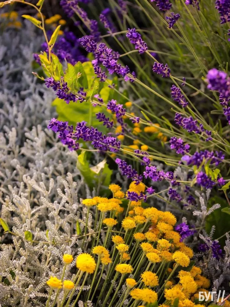 Родина Зізяв біля Нововолинська створила лавандовий двір, щоб відволікатись від переживань за сином, який був на війні 13