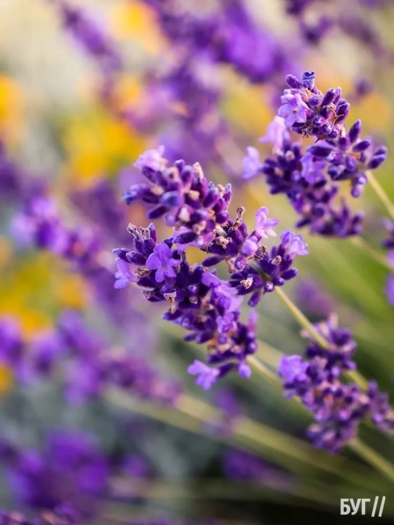 Родина Зізяв біля Нововолинська створила лавандовий двір, щоб відволікатись від переживань за сином, який був на війні 14