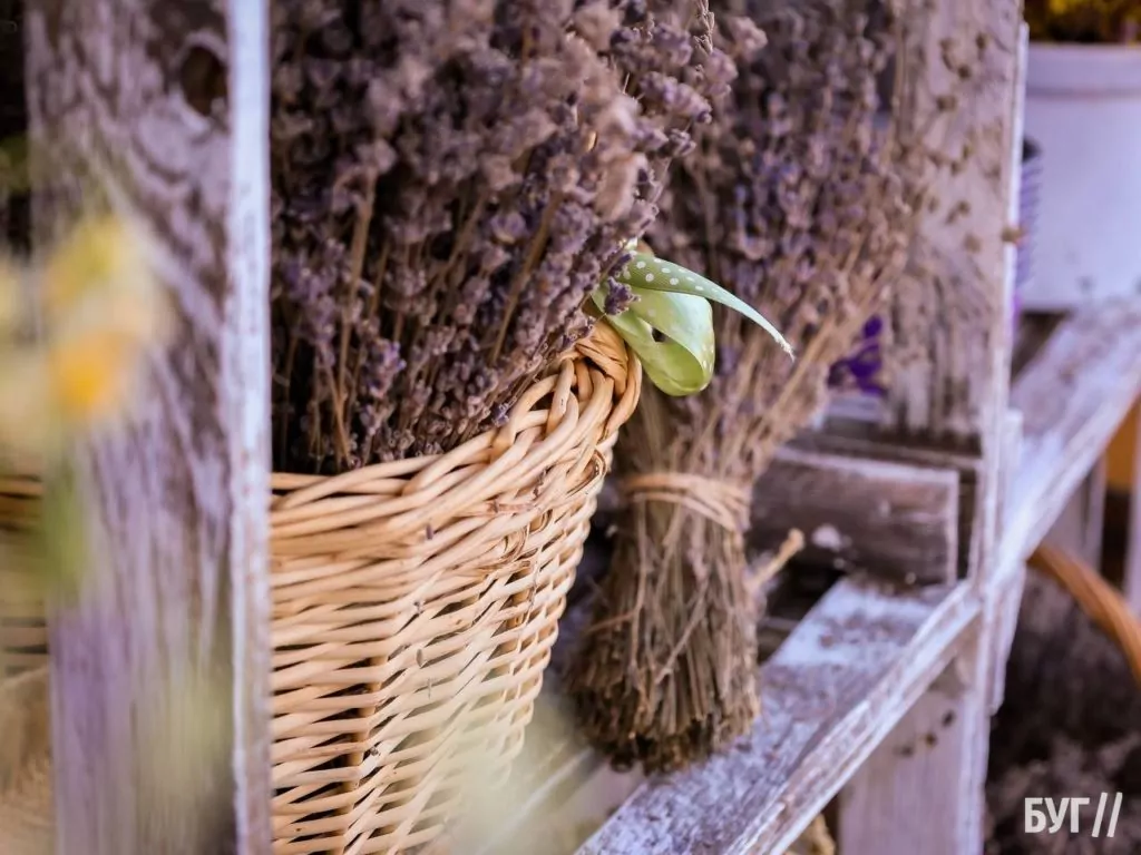 Родина Зізяв біля Нововолинська створила лавандовий двір, щоб відволікатись від переживань за сином, який був на війні 21