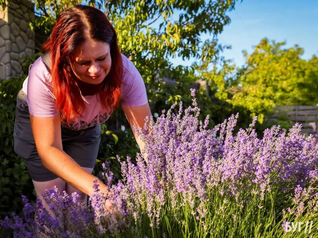 Родина Зізяв біля Нововолинська створила лавандовий двір, щоб відволікатись від переживань за сином, який був на війні 9