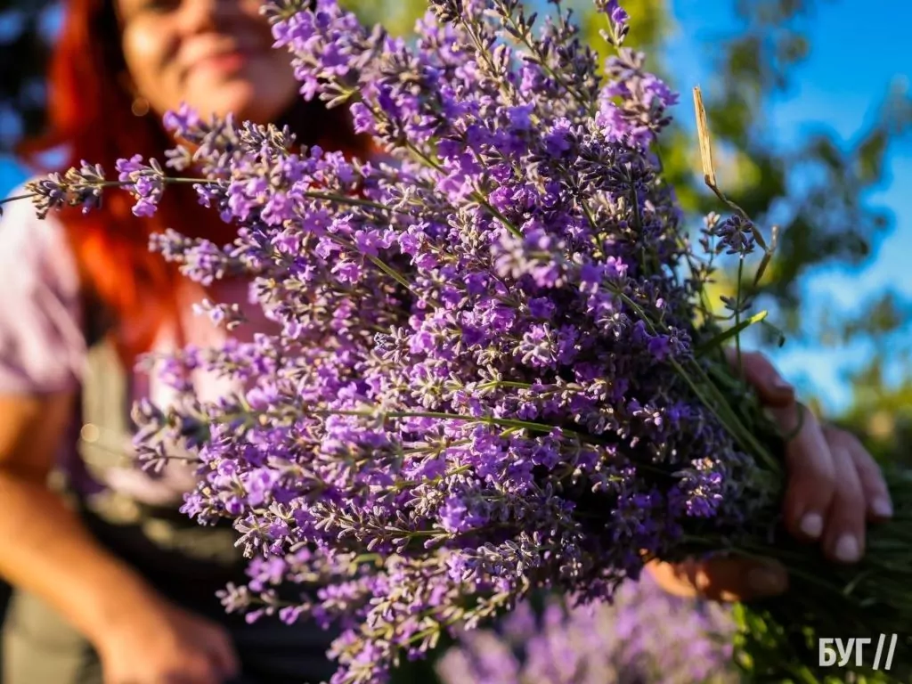 Родина Зізяв біля Нововолинська створила лавандовий двір, щоб відволікатись від переживань за сином, який був на війні 22