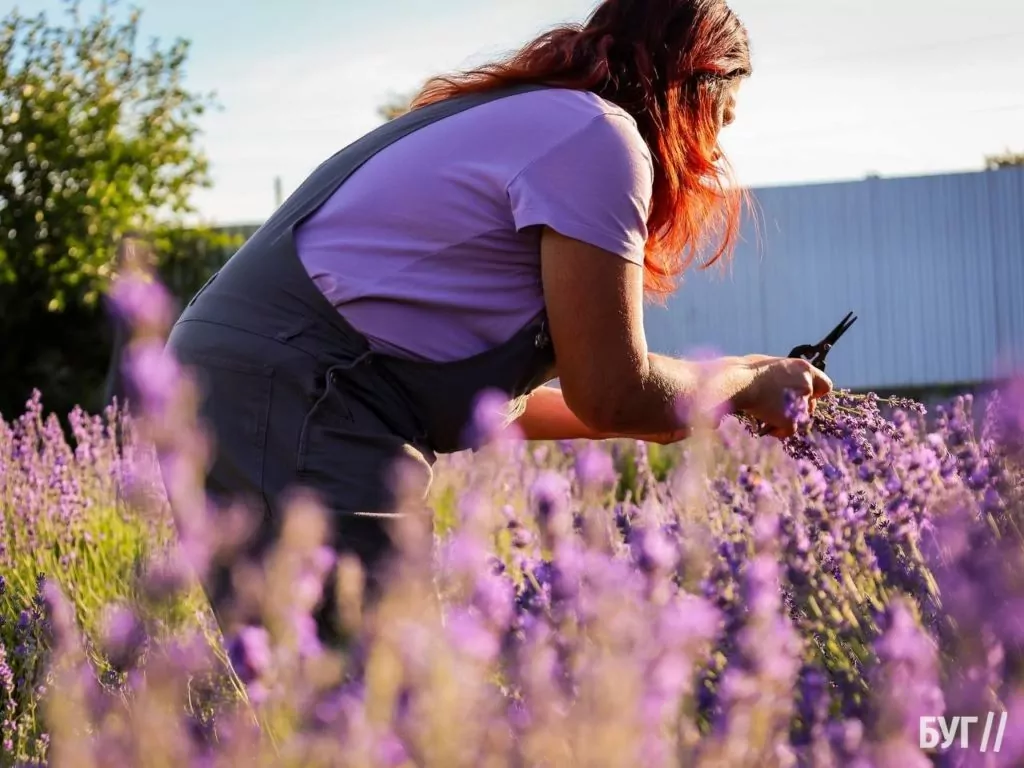 Родина Зізяв біля Нововолинська створила лавандовий двір, щоб відволікатись від переживань за сином, який був на війні 23