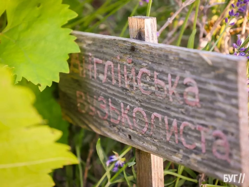 Родина Зізяв біля Нововолинська створила лавандовий двір, щоб відволікатись від переживань за сином, який був на війні 24
