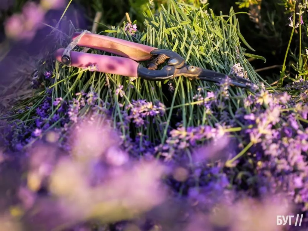 Родина Зізяв біля Нововолинська створила лавандовий двір, щоб відволікатись від переживань за сином, який був на війні 26