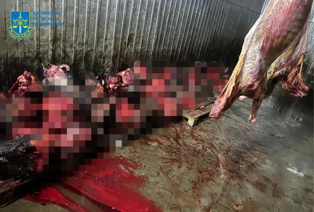 У Луцькому районі виявили нелегальну бійню: слідчі з'ясовують наслідки для екології 4