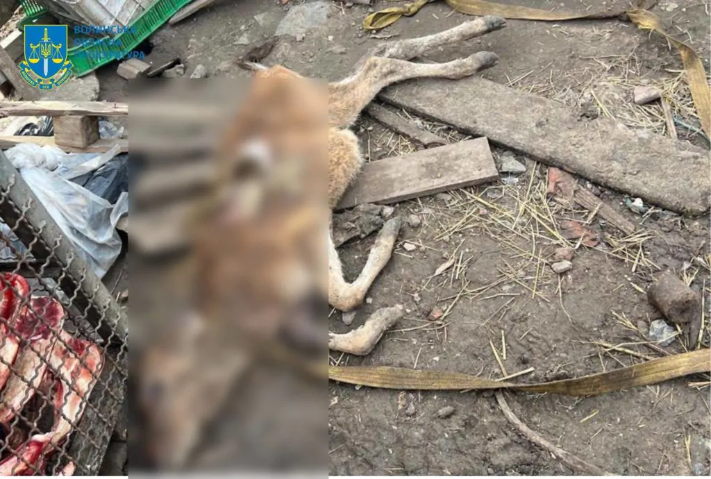 У Луцькому районі виявили нелегальну бійню: слідчі з'ясовують наслідки для екології 5