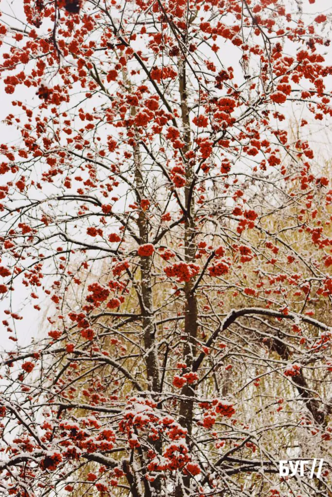 Місто буденне: у Володимирі випав сніг і тимчасово перетворив місто на «зимову казку» 6
