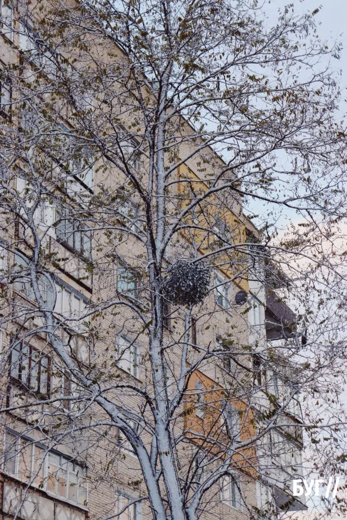 Місто буденне: у Володимирі випав сніг і тимчасово перетворив місто на «зимову казку» 3