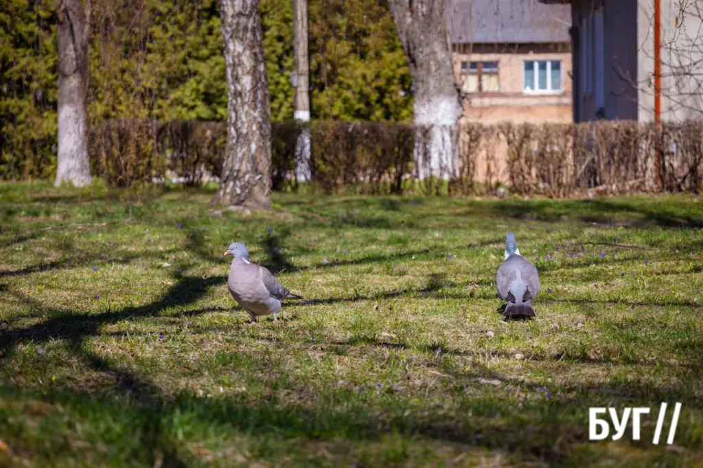 Місто буденне: квітневий Нововолинськ у сонячну пору 15