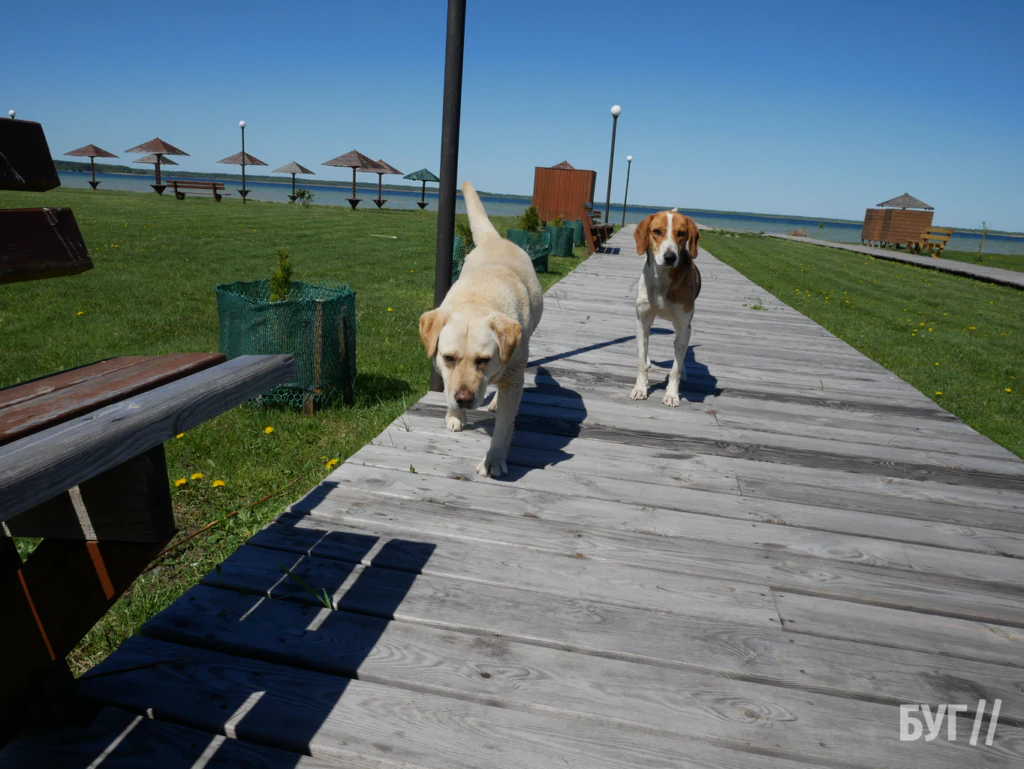 Місто буденне: вітер, велосипеди і качки - як живе Шацький край без туристів 5