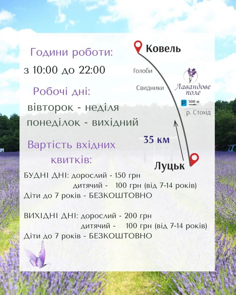 «Волинська Голландія» відкриває лавандове поле 3