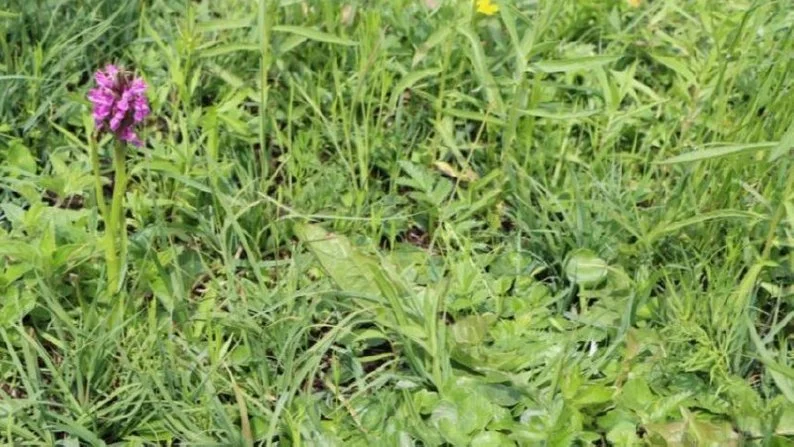 На Волині виявили червонокнижні рослини 1