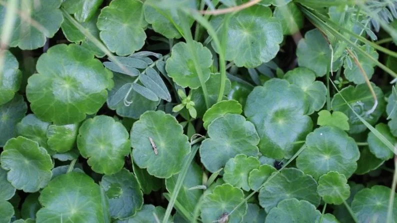 На Волині виявили червонокнижні рослини 2