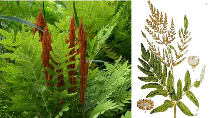 Чи існує квітка папороті: історія свята Івана Купала 5