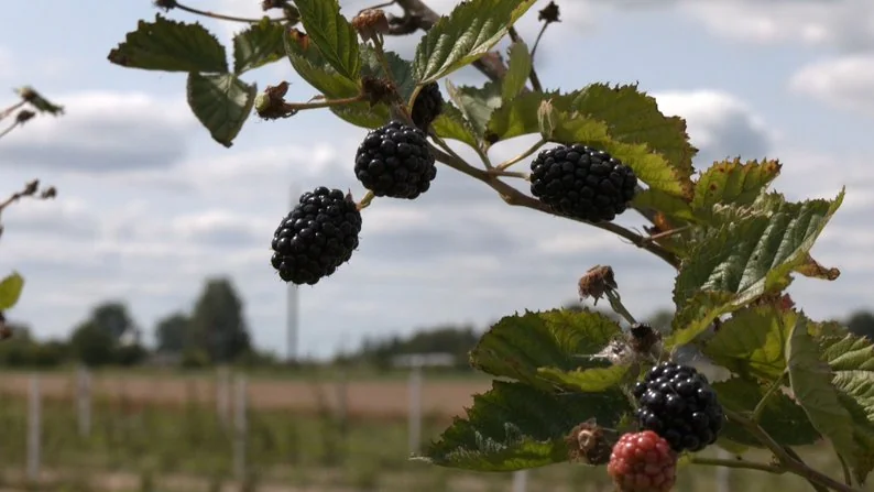 Ягоди, помідори, теплиці з квітами і гектари зернових: як господарює родина фермерів з Нововолинської громади 3