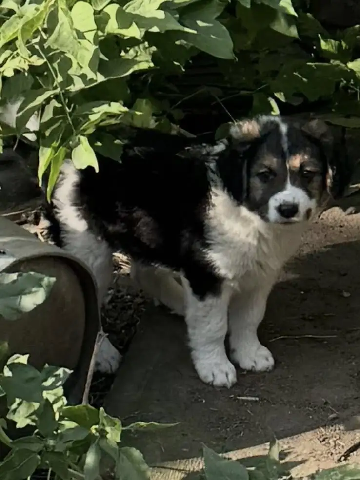 Князівські воїни врятували собачок. Кому песика? 4