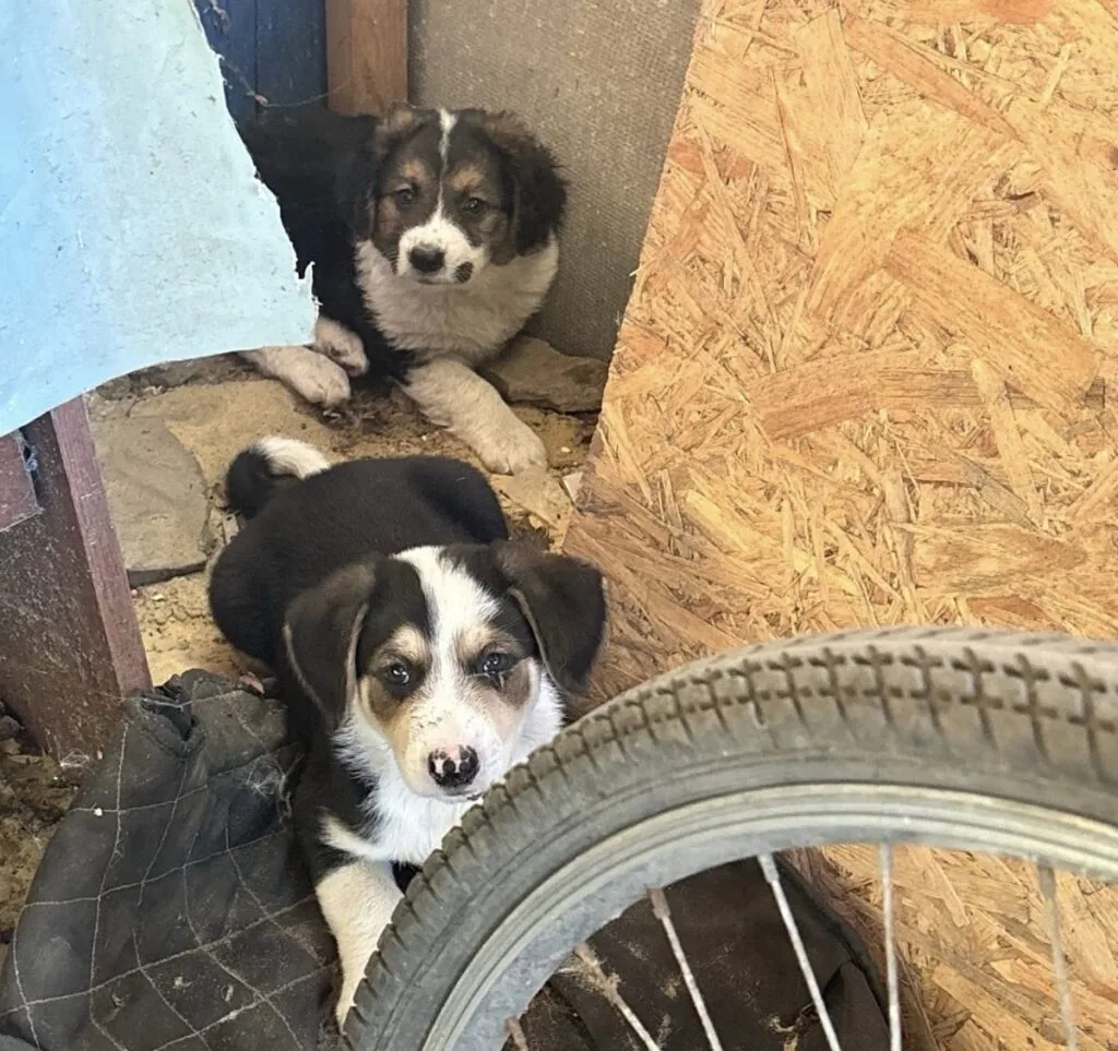 Князівські воїни врятували собачок. Кому песика? 3