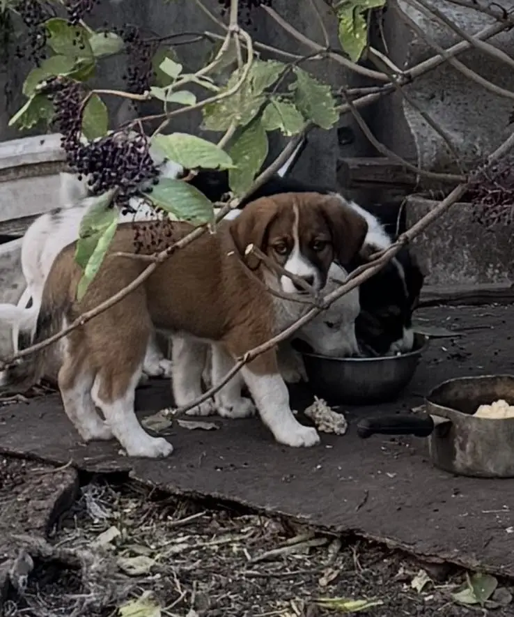 Князівські воїни врятували собачок. Кому песика? 7