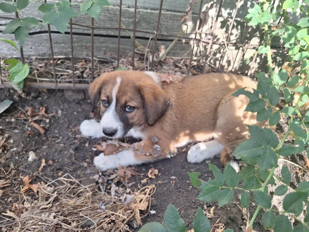Князівські воїни врятували собачок. Кому песика? 6