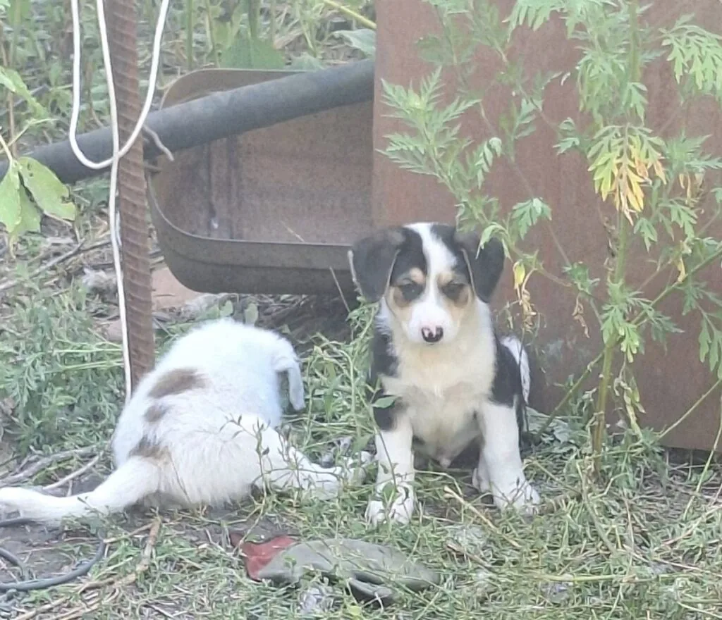 Князівські воїни врятували собачок. Кому песика? 5