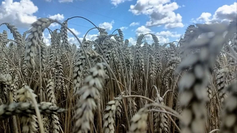 Ягоди, помідори, теплиці з квітами і гектари зернових: як господарює родина фермерів з Нововолинської громади 2