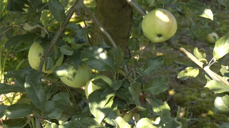 Ягоди, помідори, теплиці з квітами і гектари зернових: як господарює родина фермерів з Нововолинської громади 5