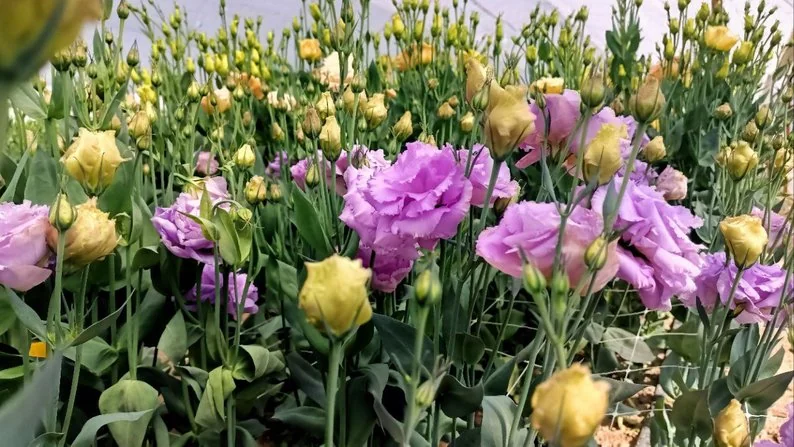 Ягоди, помідори, теплиці з квітами і гектари зернових: як господарює родина фермерів з Нововолинської громади 7