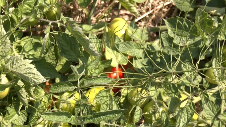 Ягоди, помідори, теплиці з квітами і гектари зернових: як господарює родина фермерів з Нововолинської громади 4