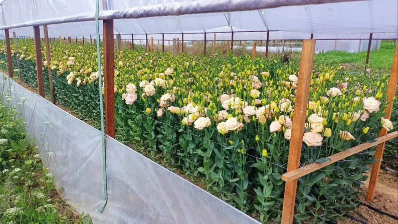 Ягоди, помідори, теплиці з квітами і гектари зернових: як господарює родина фермерів з Нововолинської громади 8