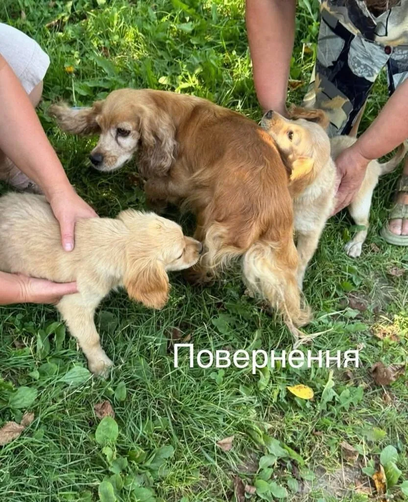 У Нововолинську стерилізують безпритульних песиків 2