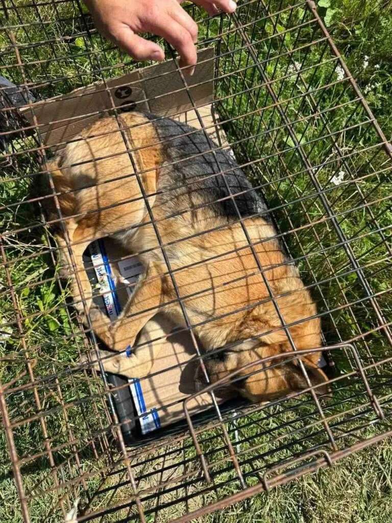 У Нововолинську стерилізують безпритульних песиків 3