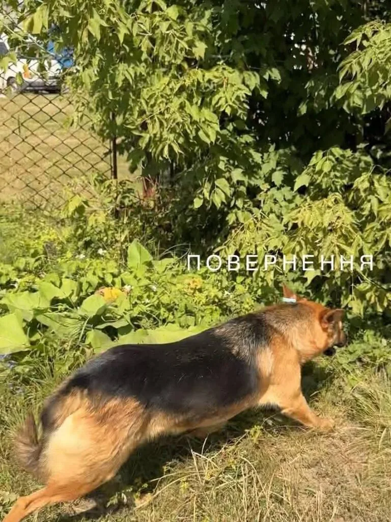 У Нововолинську стерилізують безпритульних песиків 4