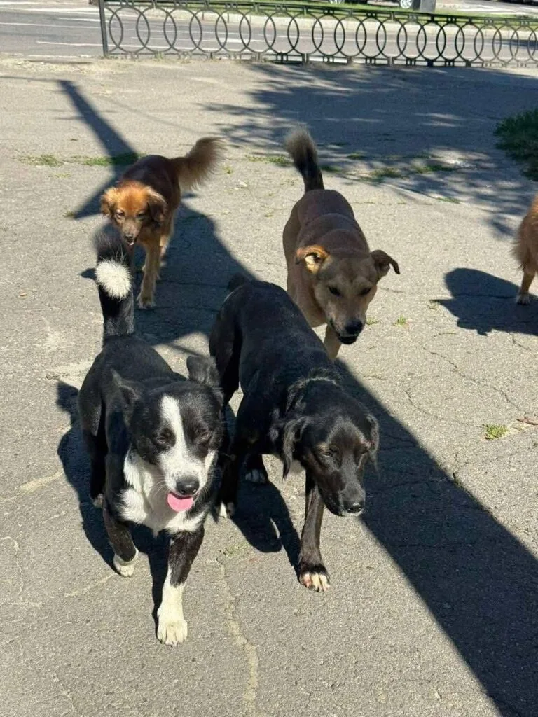 У Нововолинську стерилізують безпритульних песиків 5