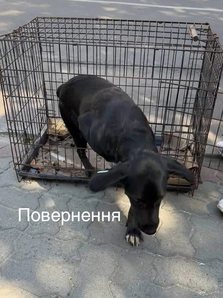 У Нововолинську стерилізують безпритульних песиків 6