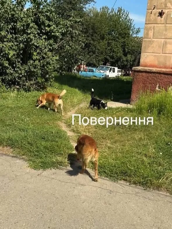 У Нововолинську стерилізують безпритульних песиків 7