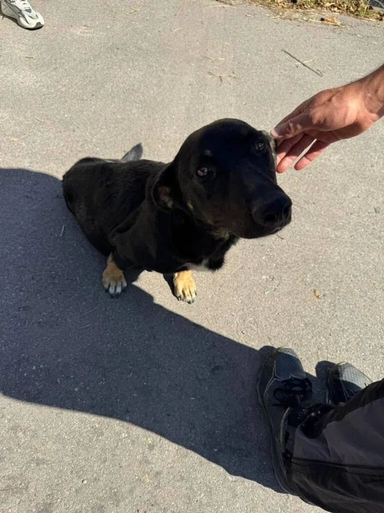 У Нововолинську стерилізують безпритульних песиків 8