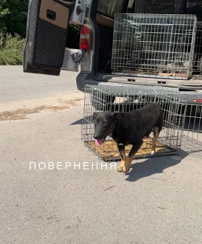У Нововолинську стерилізують безпритульних песиків 9
